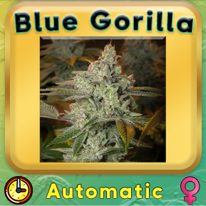 Blue Gorilla Auto Cannabis Seeds - Buy Quality Blue Gorilla Automatic weed Seeds. Elevate Your Cannabis Cultivation Experience with These Premium Seeds from gold gardens. Available in Australia