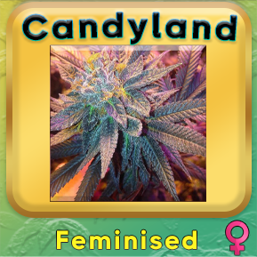 Candyland Feminised Cannabis Seeds - Buy Premium Candyland Feminized weed Seeds. Elevate Your Cannabis Cultivation Journey with Exquisite Flavors. Available in Australia