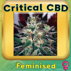 critical CBD cannabis seeds australia. low THC weed seeds australia