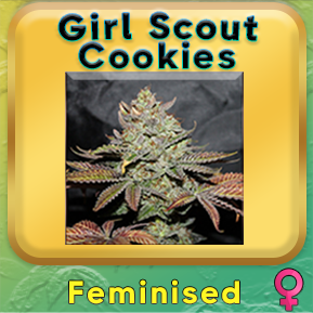 "Premium Girl Scout Cookies Feminised Cannabis Seeds - Buy Now for Top-Quality Genetics and Exquisite Cultivation. Elevate Your Australian Cannabis Journey with These Exceptional Seeds."