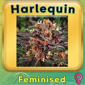 Harlequin Cannabis Seeds Australia - Premium Harlequin Strain Seeds for Sale. Discover a Balanced Blend of CBD and THC. Elevate Your Australian Cannabis Experience Today