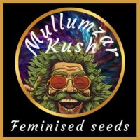 Mullumzar Kush seeds feminised cannabis seeds australia marijuana beans weed seeds