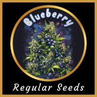 blueberry cannabis regular seeds australia. blueberry weed seeds.