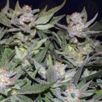 Gorilla Glue X Blueberry cannabis seeds Australia