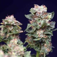 Mullumbimby Madness cross hybrid seeds. Mullumberry Kush Australia